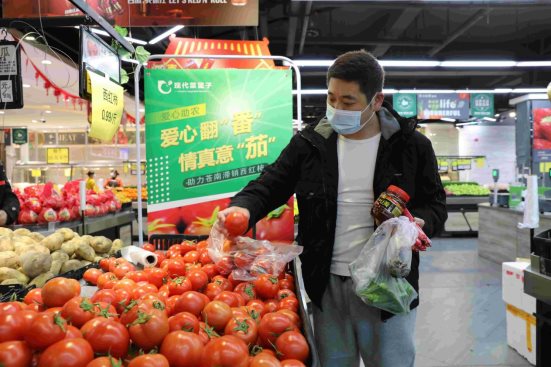 鄉村振興創新助力新模式：現代菜籃子紅色菜盟&ldquo;解困&rdquo;溫州滯銷番茄
